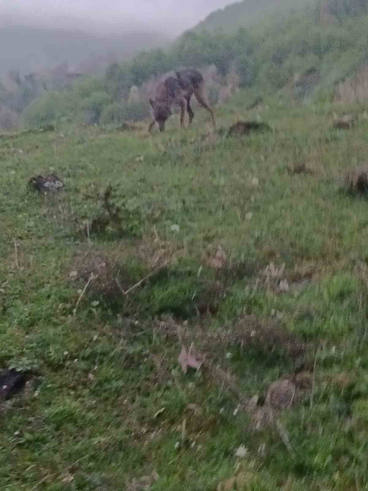 A&ccedil; kalan &ccedil;akal yerleşim yerine indi
