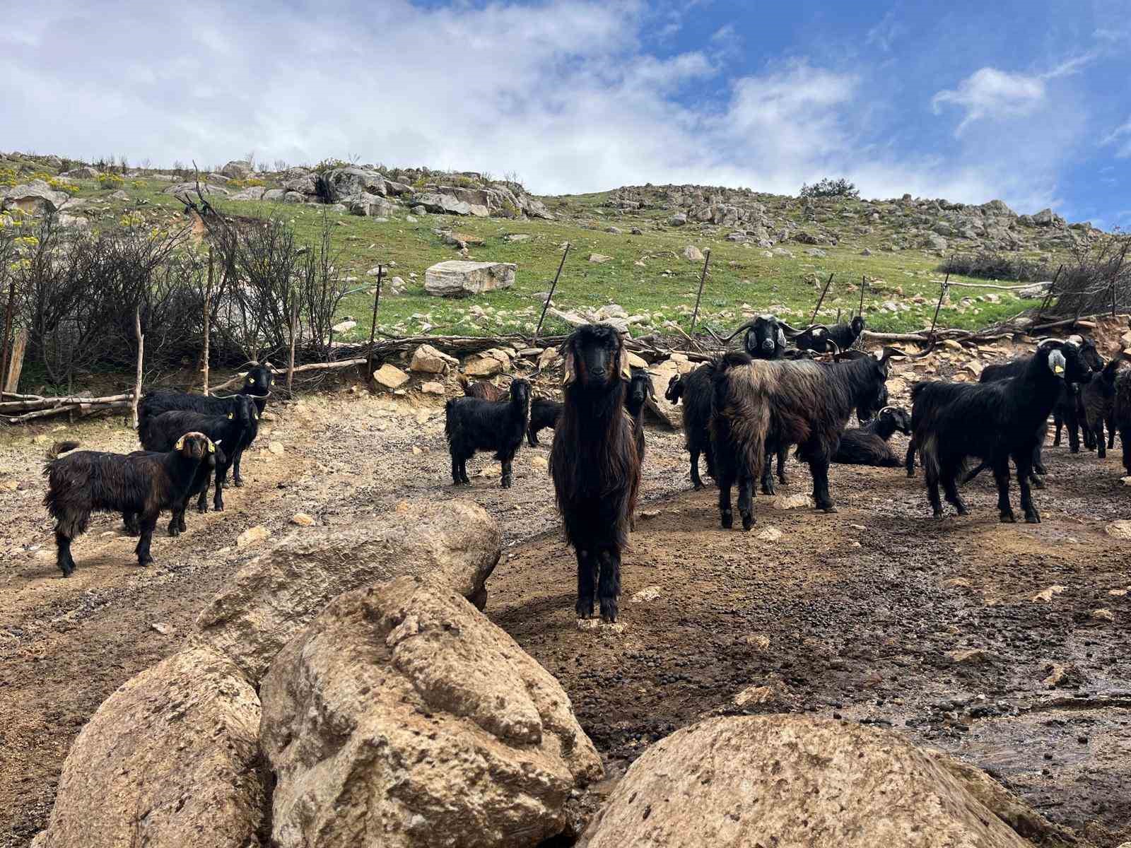Denizli’de küçükbaş hayvancılık yetiştiriciliği giderek azalıyor