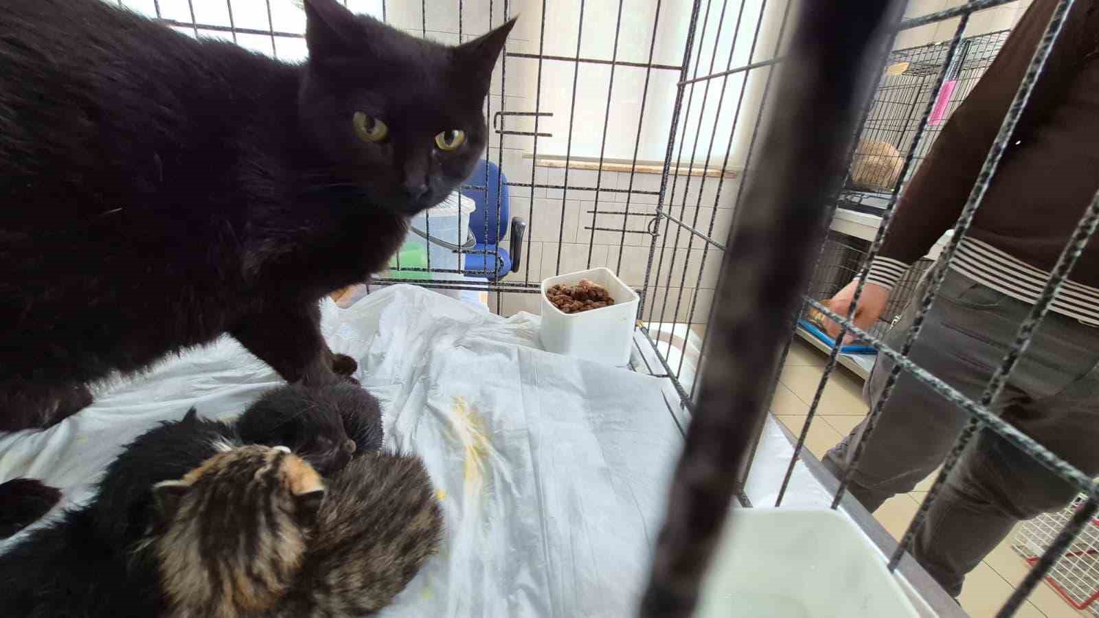 Havalandırma boşluğuna d&uuml;şen kedi ve yavruları kurtarıldı
