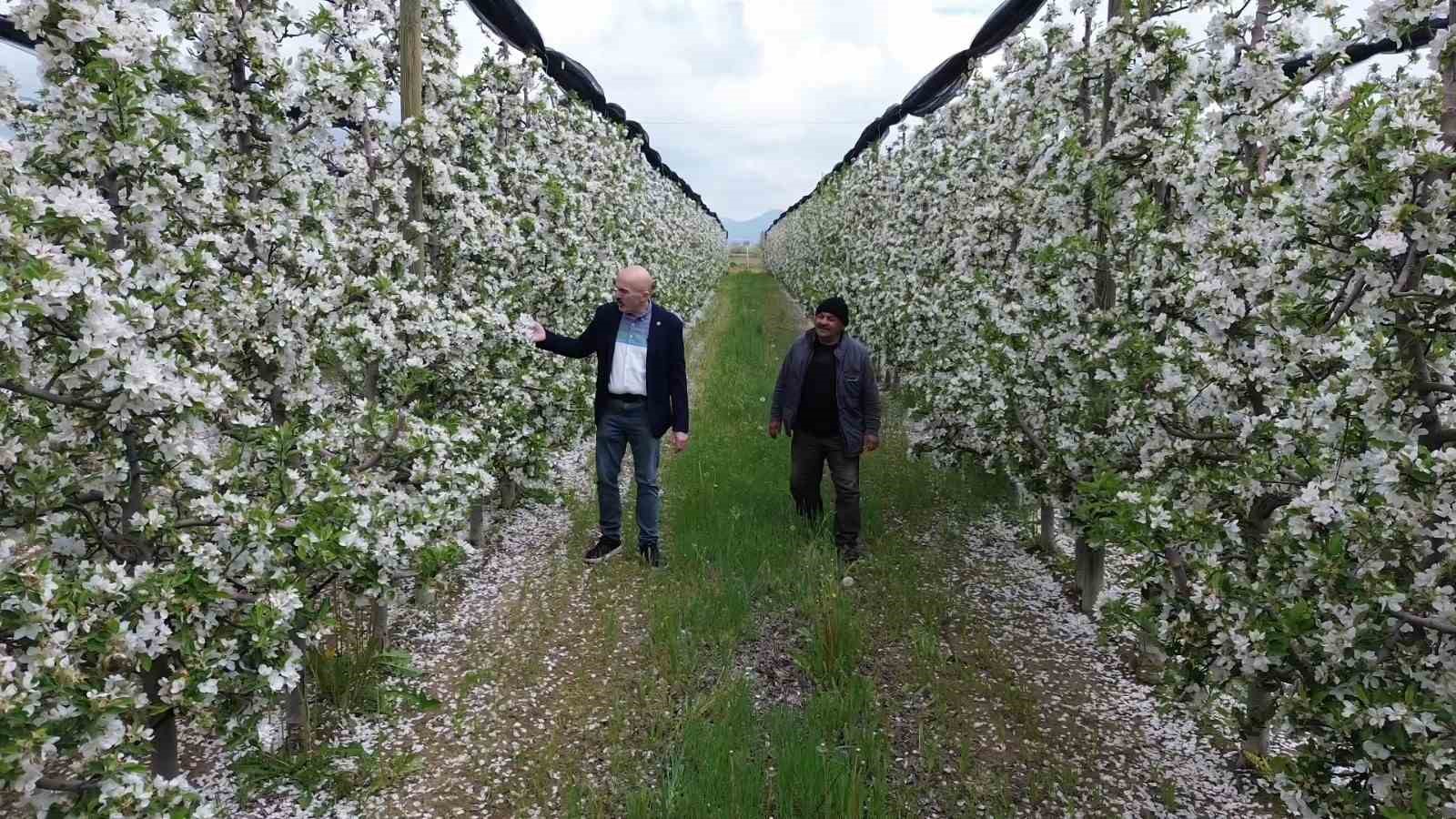 Karaman&rsquo;da 16 milyon elma ağacı &ccedil;i&ccedil;ek a&ccedil;arak gelinliğini giydi
