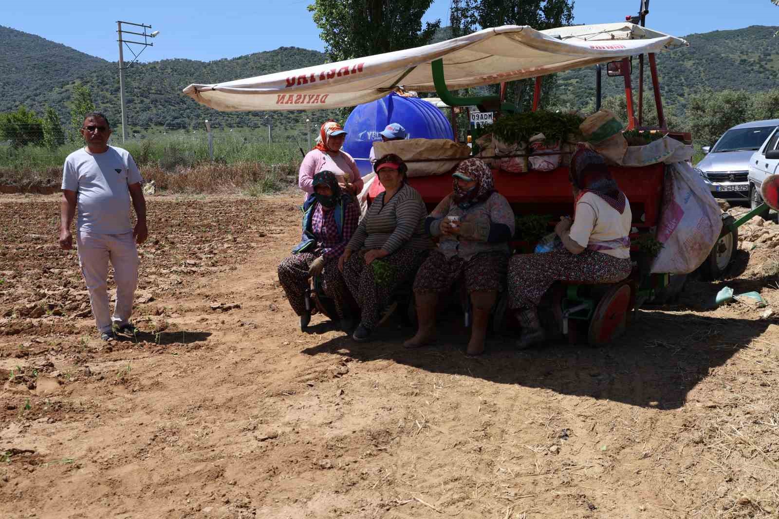 Aydın&rsquo;da biberler toprakla buluştu
