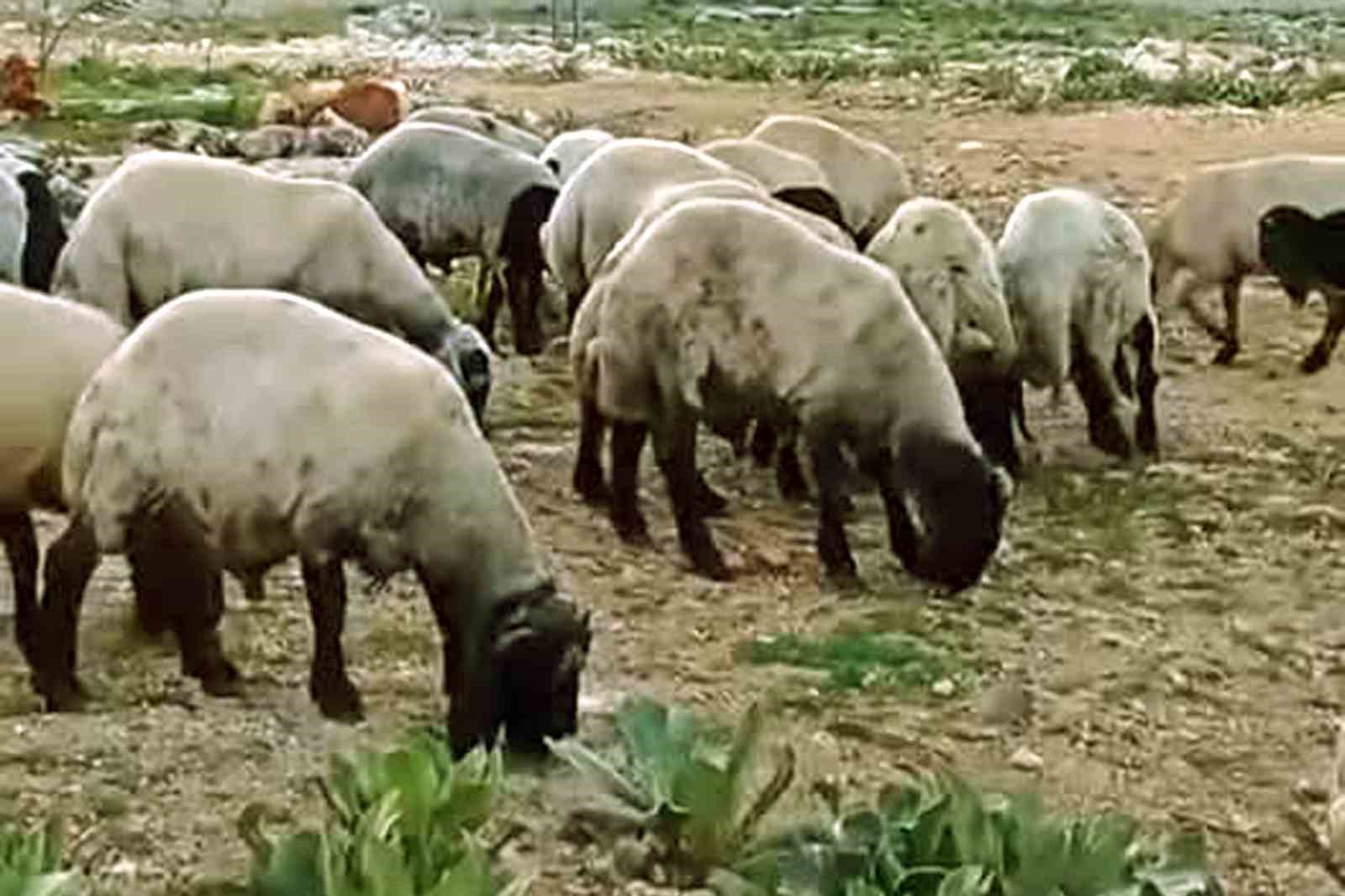 Araban&rsquo;da kurbanlıklar satışa hazır
