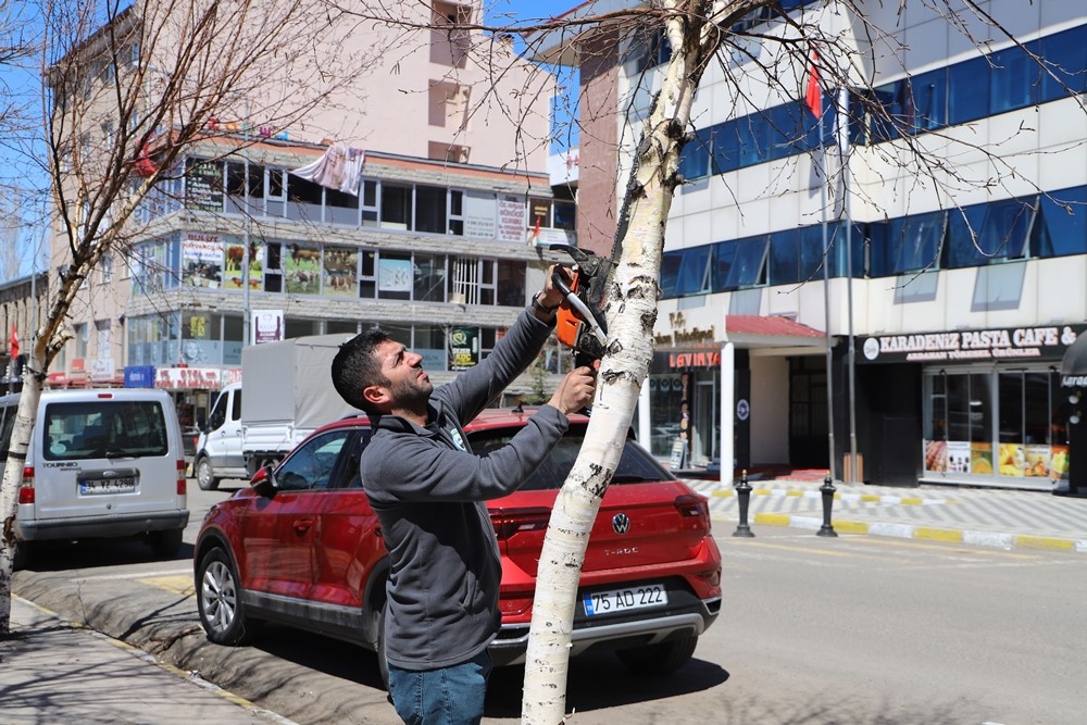 Belediye ekiplerinden ağa&ccedil; budama &ccedil;alışması
