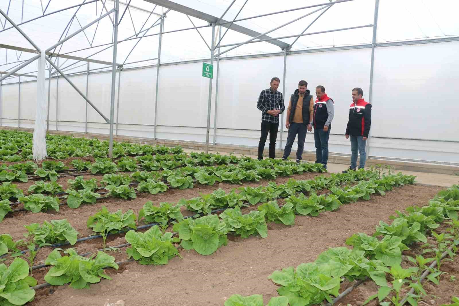 23 dekarlık serada yılda 3 &uuml;r&uuml;n hasadı
