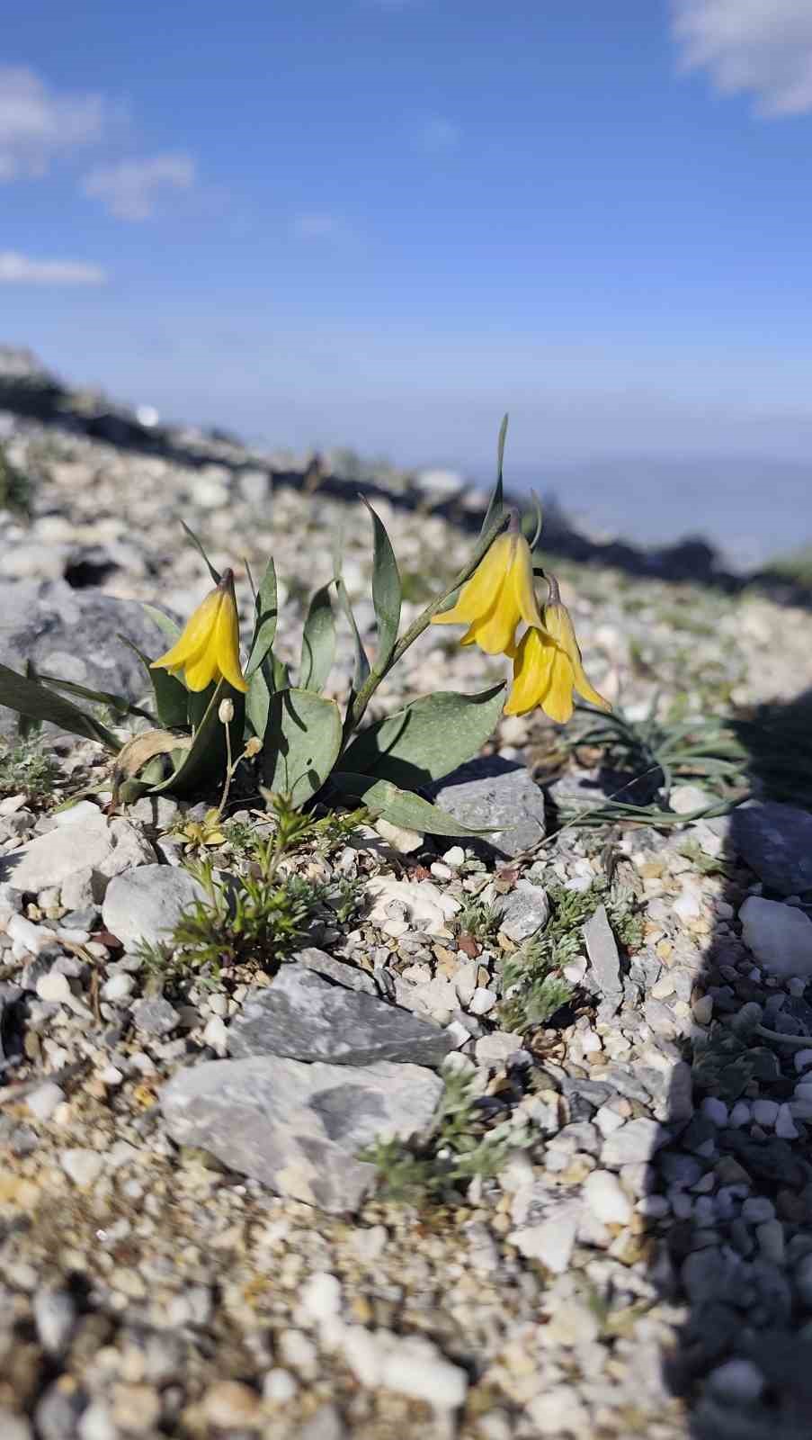 Spil&rsquo;in zirvesinde a&ccedil;an nadir g&uuml;zellik

