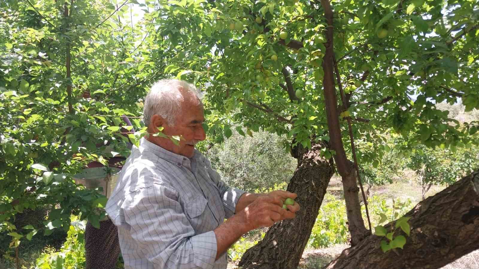 Rekor fiyatla başlayan erikte hasat yoğunlaştı: Kilosu 30-40 TL ile 170 TL arasında
