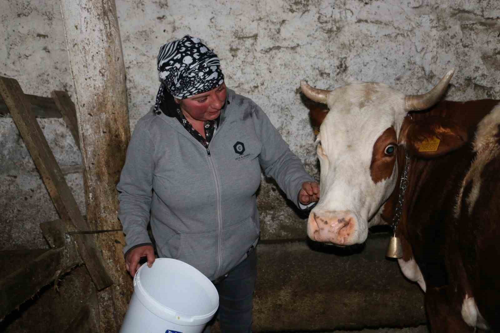 &Uuml;z&uuml;ml&uuml;&rsquo;de yabancı gelin hayvancılığa renk kattı
