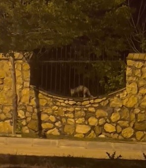 Elazığ’da aç kalan tilki tavuğu böyle götürdü