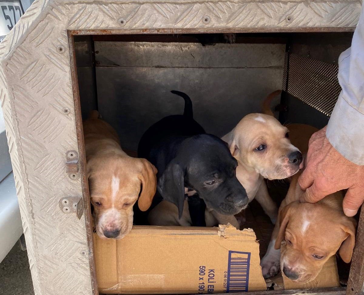 Emet&rsquo;te sahipli kedi ve k&ouml;peklere mikro&ccedil;ip uygulaması, kimliklendirme ve pasaport tahsisi işlemleri
