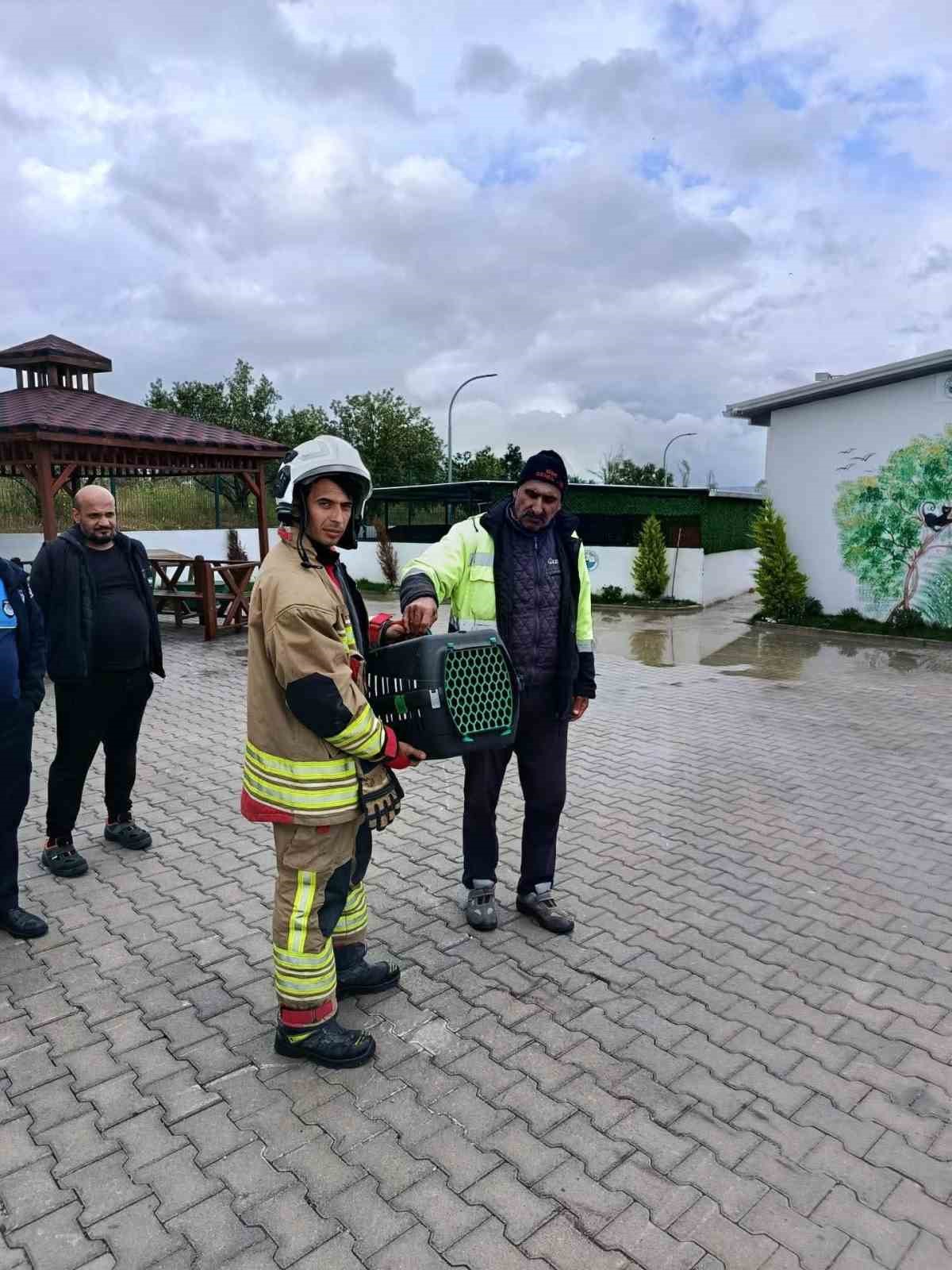 Arsuz&rsquo;da otomobilin motoruna giren kediler kurtarıldı
