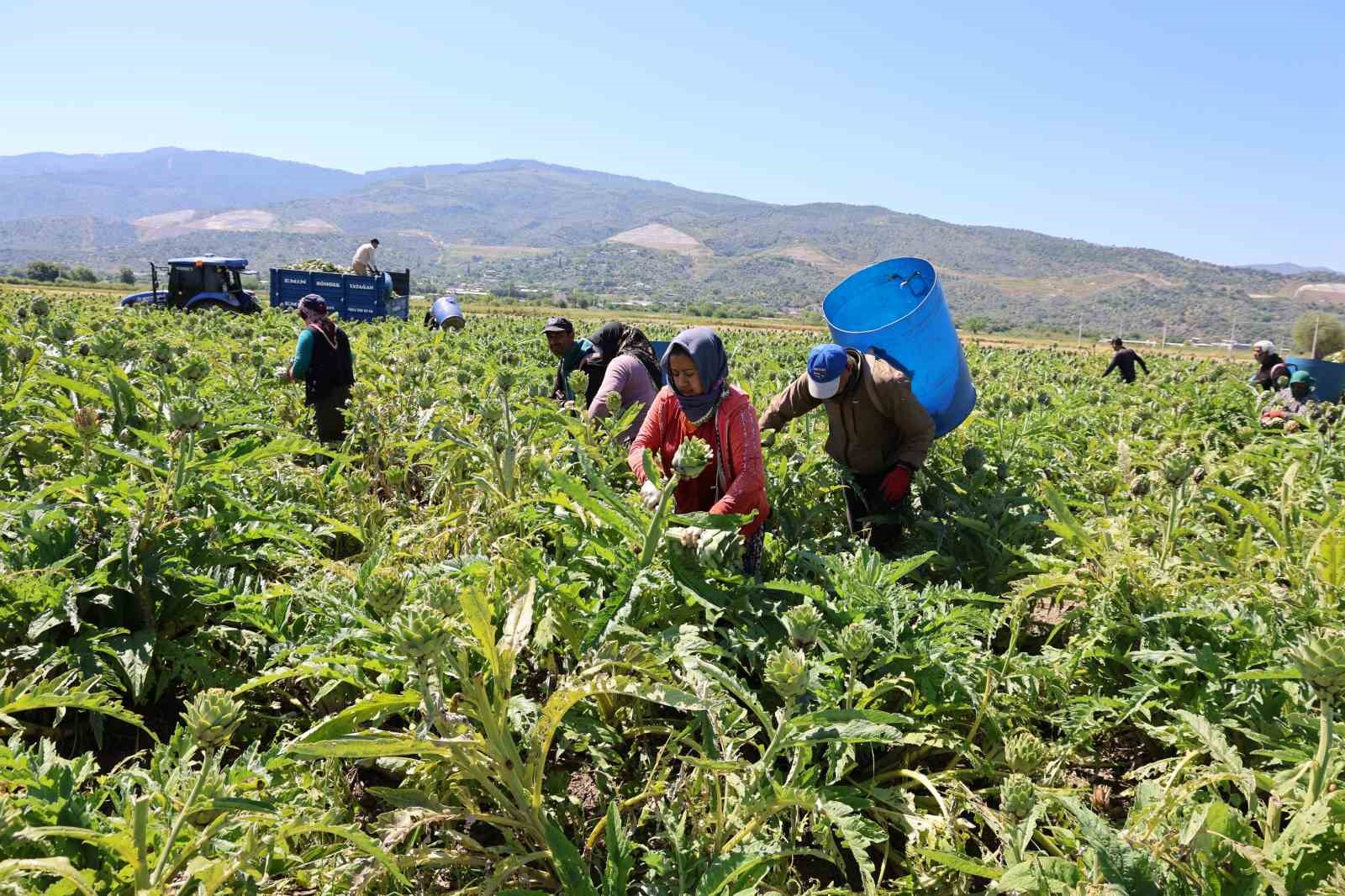 "Yeşil elmas" Aydın&rsquo;da &uuml;retiliyor, yurdun d&ouml;rt bir yanına g&ouml;nderiliyor
