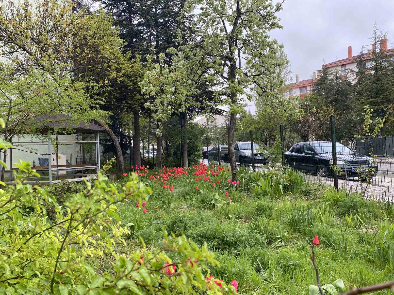 Baharın g&uuml;zelliği
