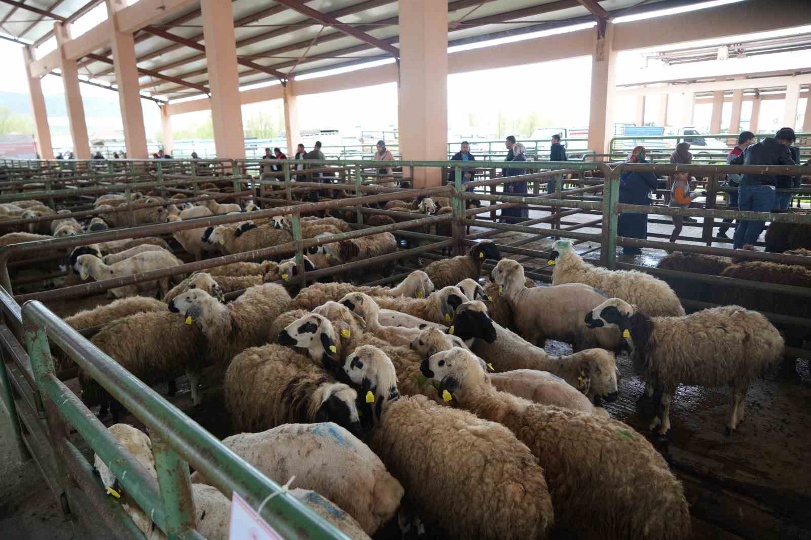 Kadın &uuml;reticilere 3 bin k&uuml;&ccedil;&uuml;kbaş hayvan desteği
