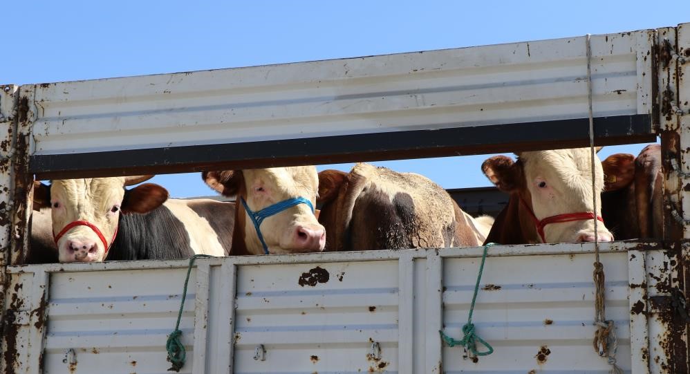 Bayburt’ta kurbanlık hayvan sevkleri için uyarı