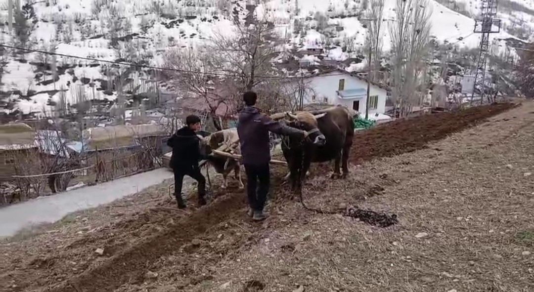 Zamana direnen gelenek: Bah&ccedil;esaray&rsquo;da trakt&ouml;r&uuml;n giremediği dik yama&ccedil;larda karasaban mesaisi
