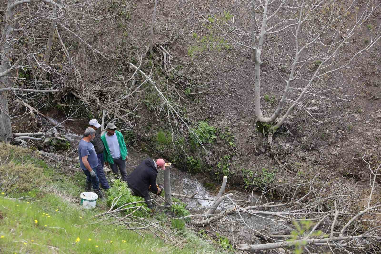 Diyarbakır&rsquo;da 10 bin yabani ceviz ağacı aşıyla verimli hale getiriliyor
