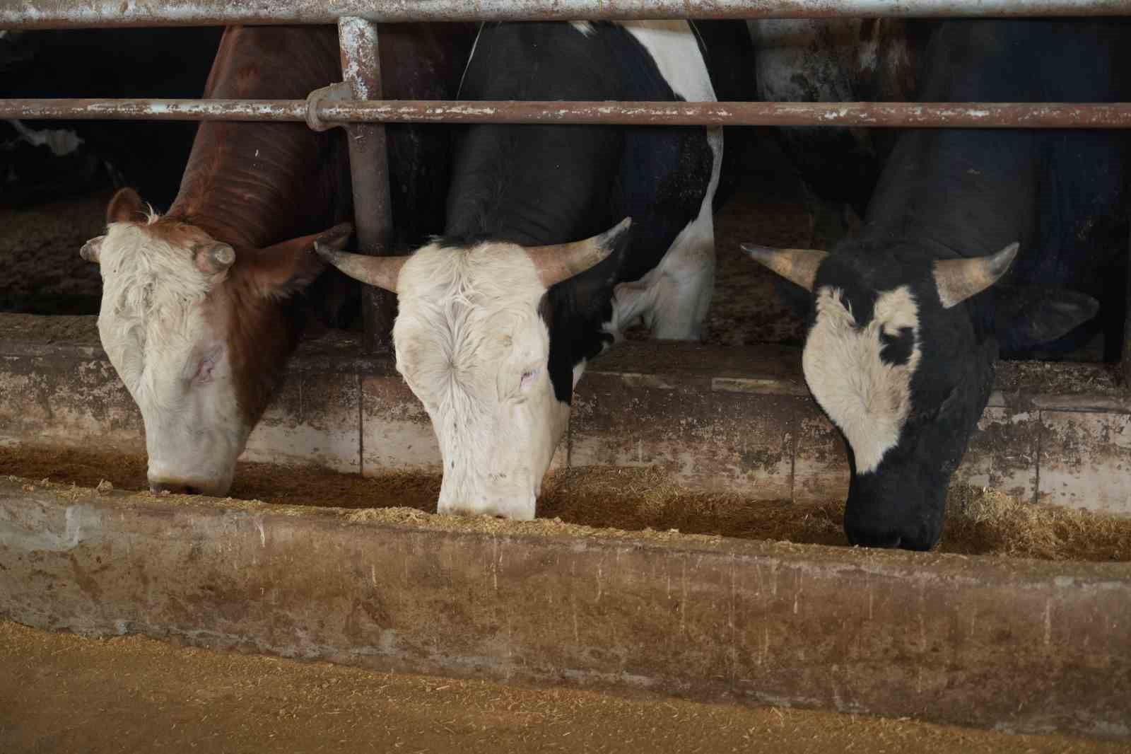 Muş&rsquo;tan batı illerine 50 bin kurbanlık hayvan sevk edilecek
