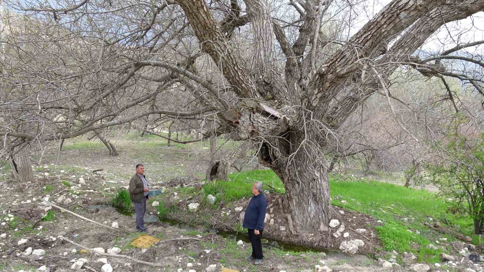 Malatya’daki 270 yıllık ceviz ağacı zamana direniyor