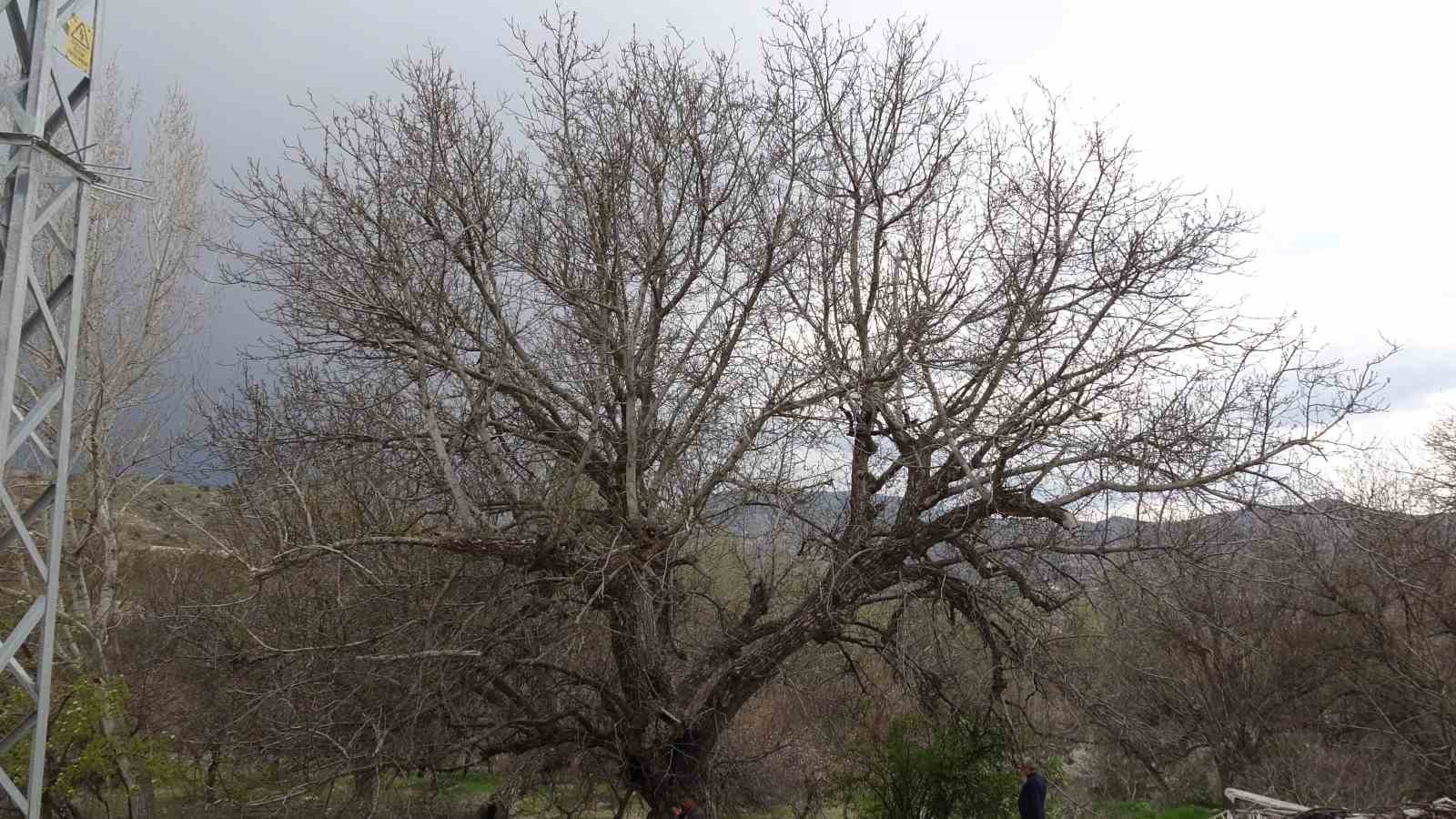 Malatya&rsquo;daki 270 yıllık ceviz ağacı zamana direniyor
