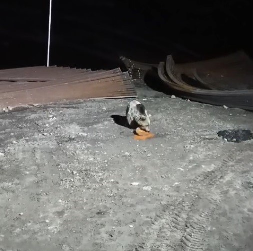 Bayburt’ta köpeklerin kovaladığı ayı yemeğini bırakmadı