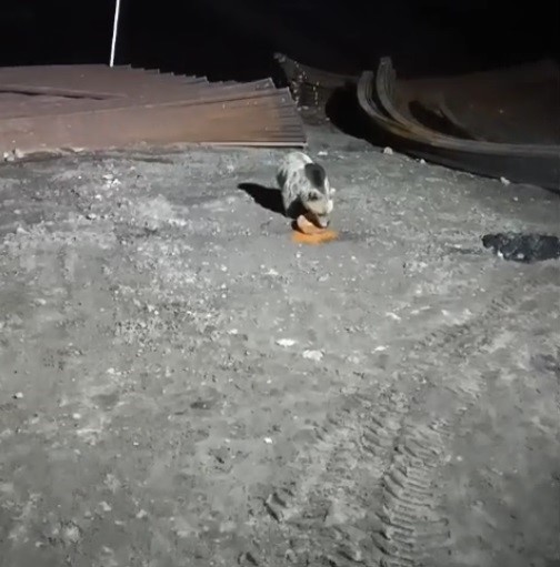 Bayburt&rsquo;ta k&ouml;peklerin kovaladığı ayı yemeğini bırakmadı
