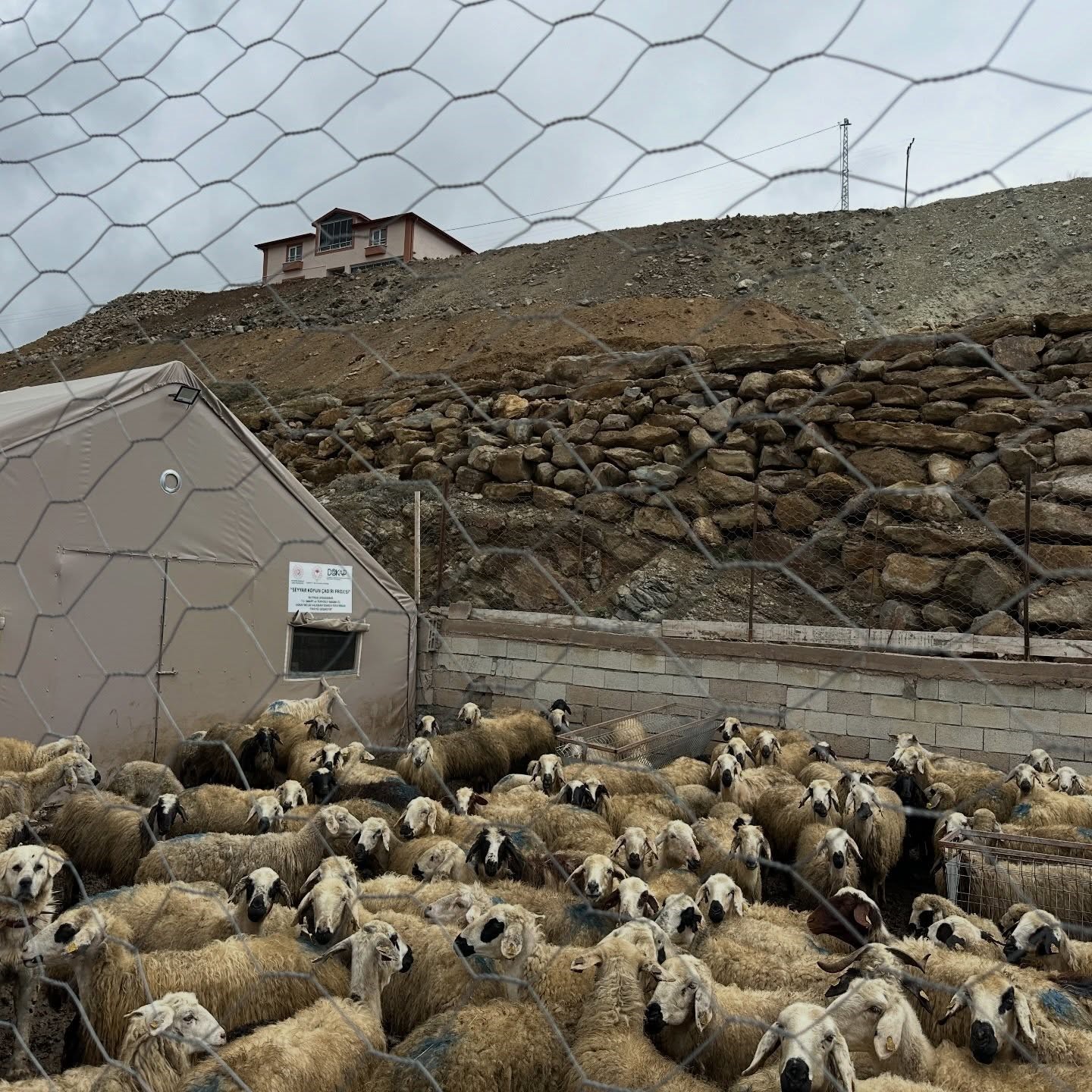 Aydıntepe&rsquo;de k&uuml;&ccedil;&uuml;kbaş hayvan tespitleri s&uuml;r&uuml;yor
