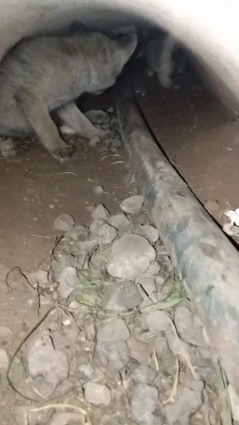 Elazığ&rsquo;da tilki yavruları yuvalarında g&ouml;r&uuml;nt&uuml;lendi
