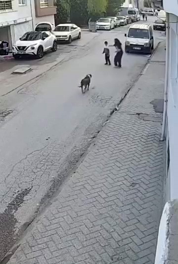 Bir anda koşup havlayan k&ouml;pek k&uuml;&ccedil;&uuml;k &ccedil;ocuğu korkuttu
