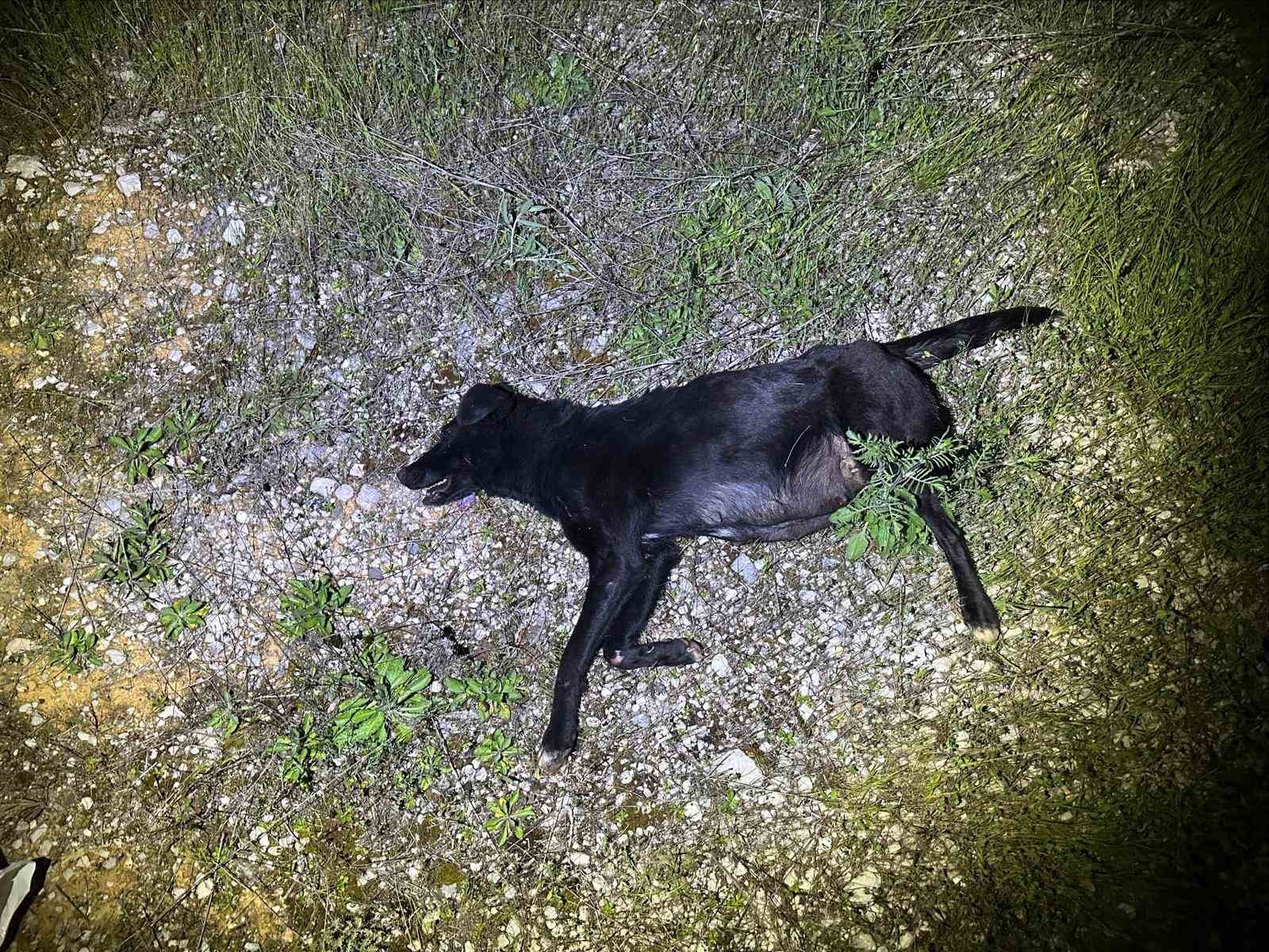 Önüne aniden çıkan köpeğe duramayarak çarptı