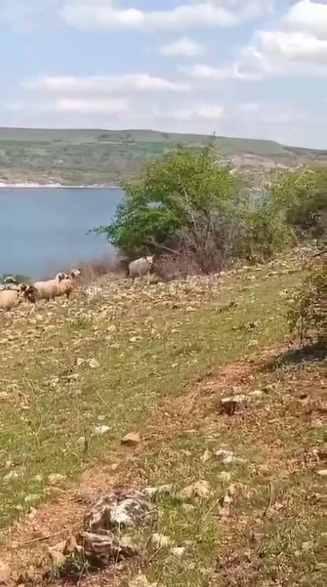 Elazığ&rsquo;da beyaz ala geyik bu kez koyun s&uuml;r&uuml;s&uuml;nde g&ouml;r&uuml;ld&uuml;

