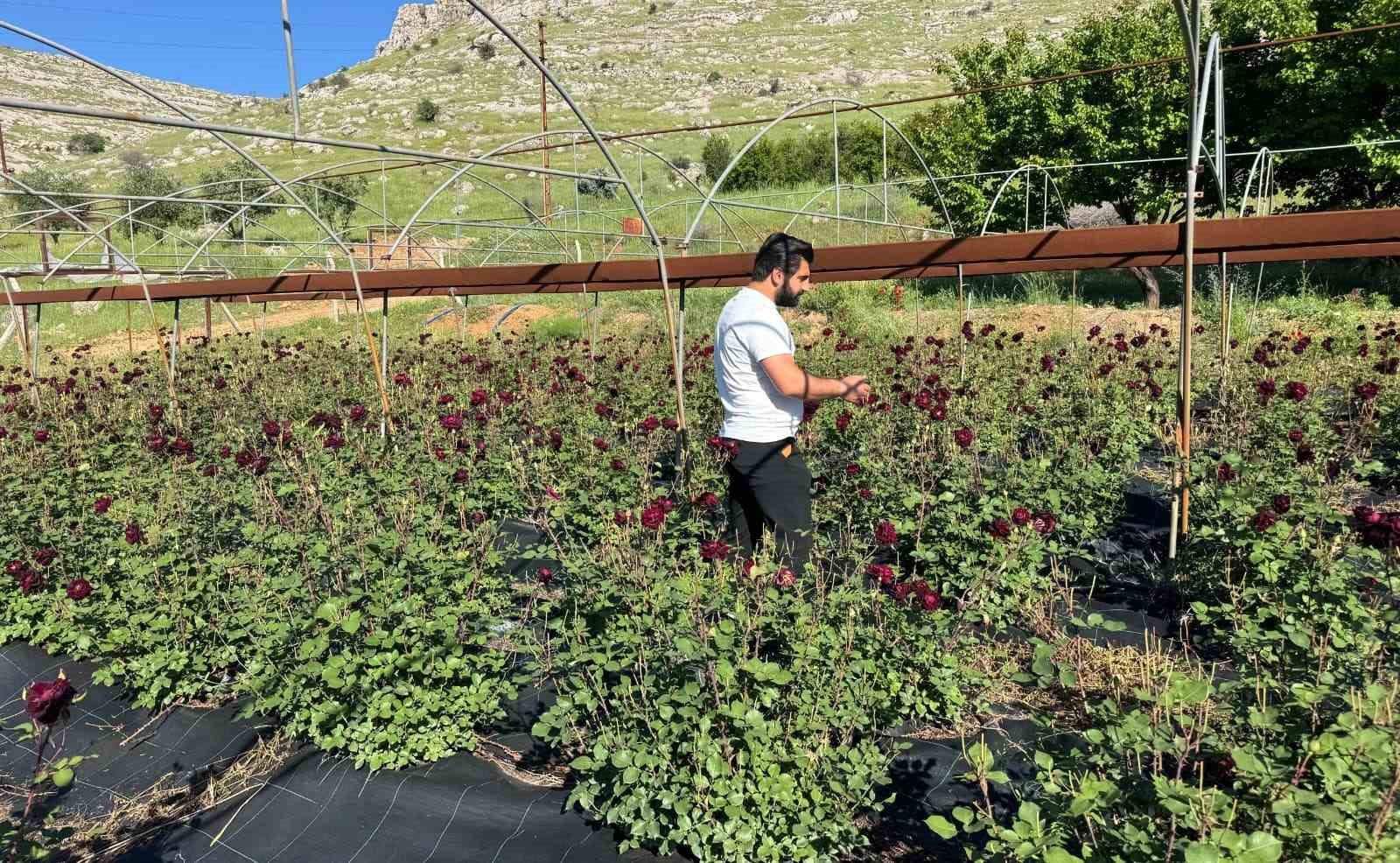 Karag&uuml;l hasadı başladı
