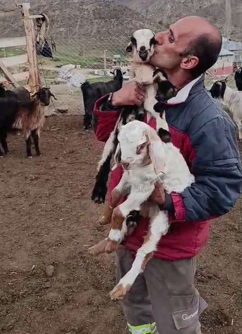 Fenomen &ccedil;obanın oğlak sevgisi y&uuml;rekleri ısıttı
