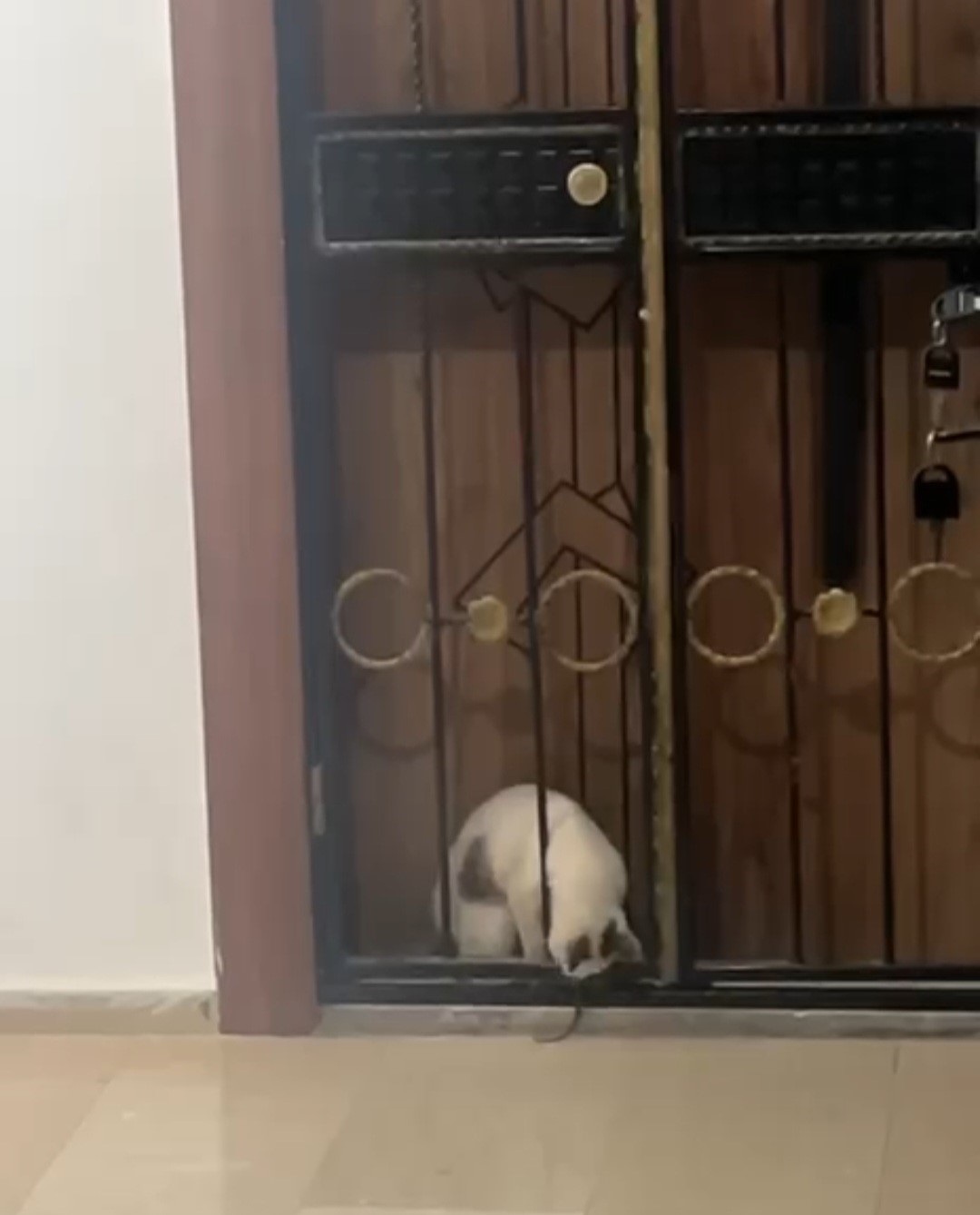 Kedinin yılanla oyunu kamerada
