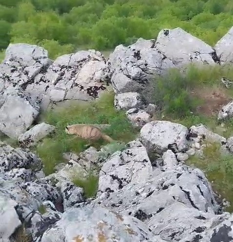 G&ouml;lbaşı il&ccedil;esinde nesli t&uuml;kenmekte olan sırtlan g&ouml;r&uuml;ld&uuml;
