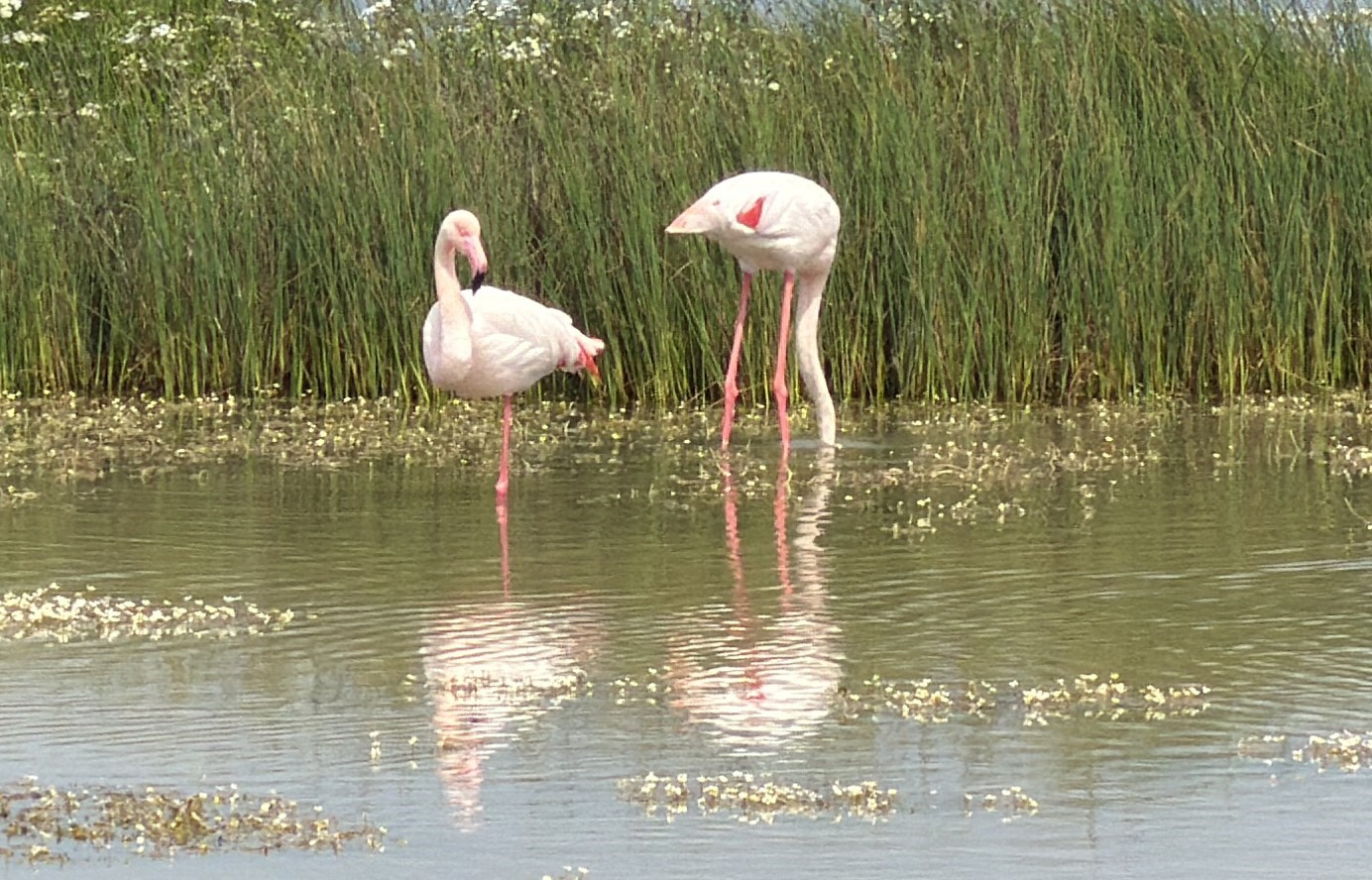 Ayvalık’ın pembe kanatlı misafirleri
