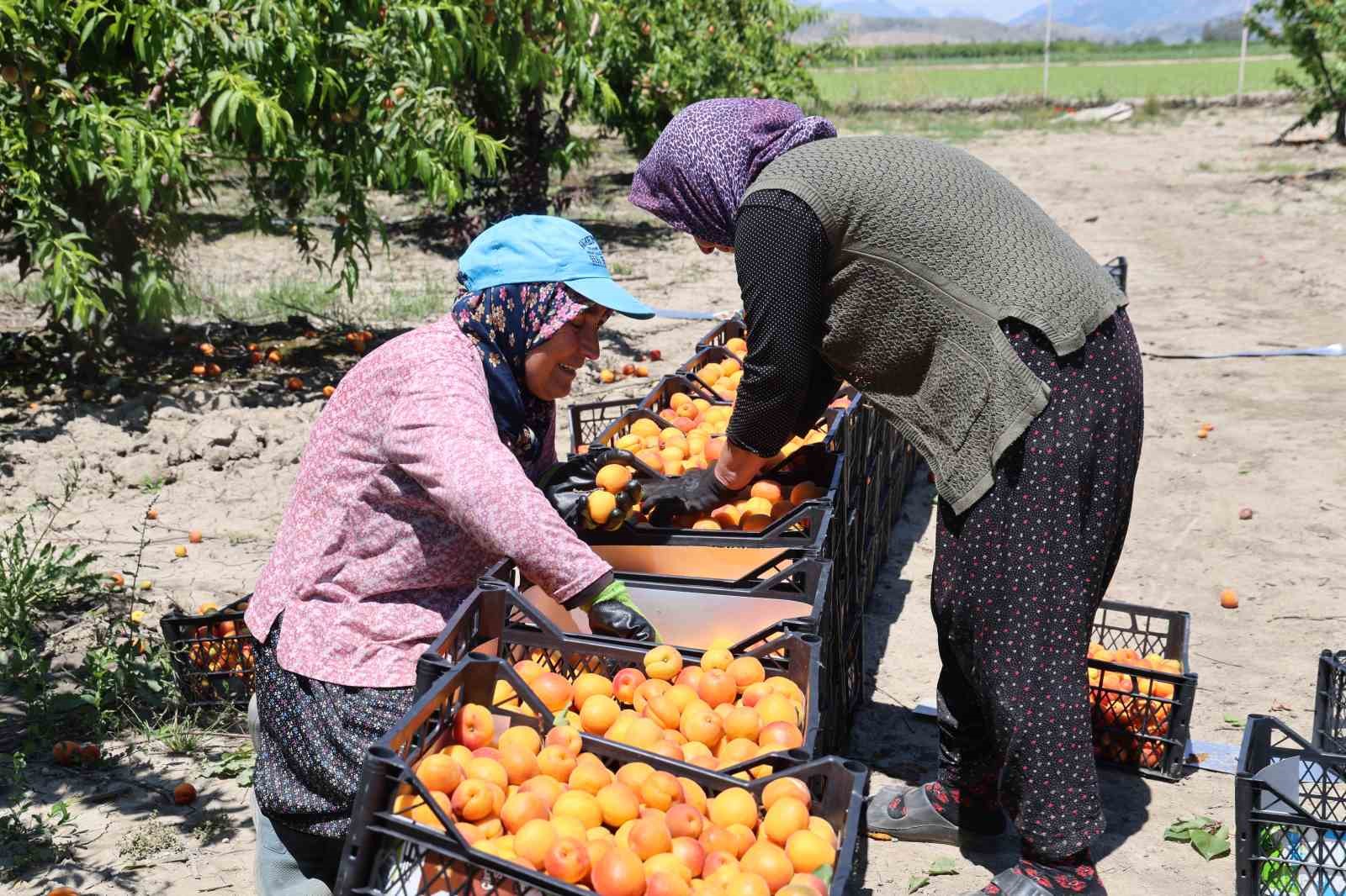Adana&rsquo;da erkenci kayısı hasadı başladı: Bah&ccedil;ede kilogramı 60-80 TL
