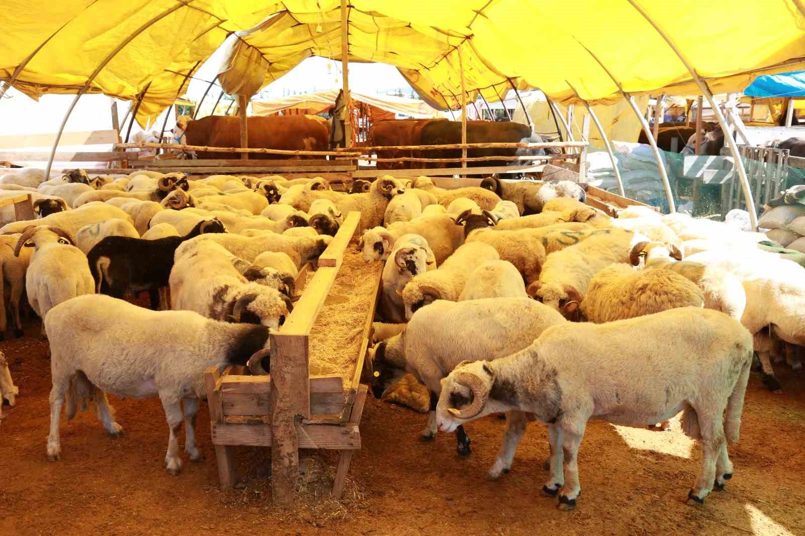 Ataşehir&rsquo;de kurbanlık satış ve kesim alanları belirlendi
