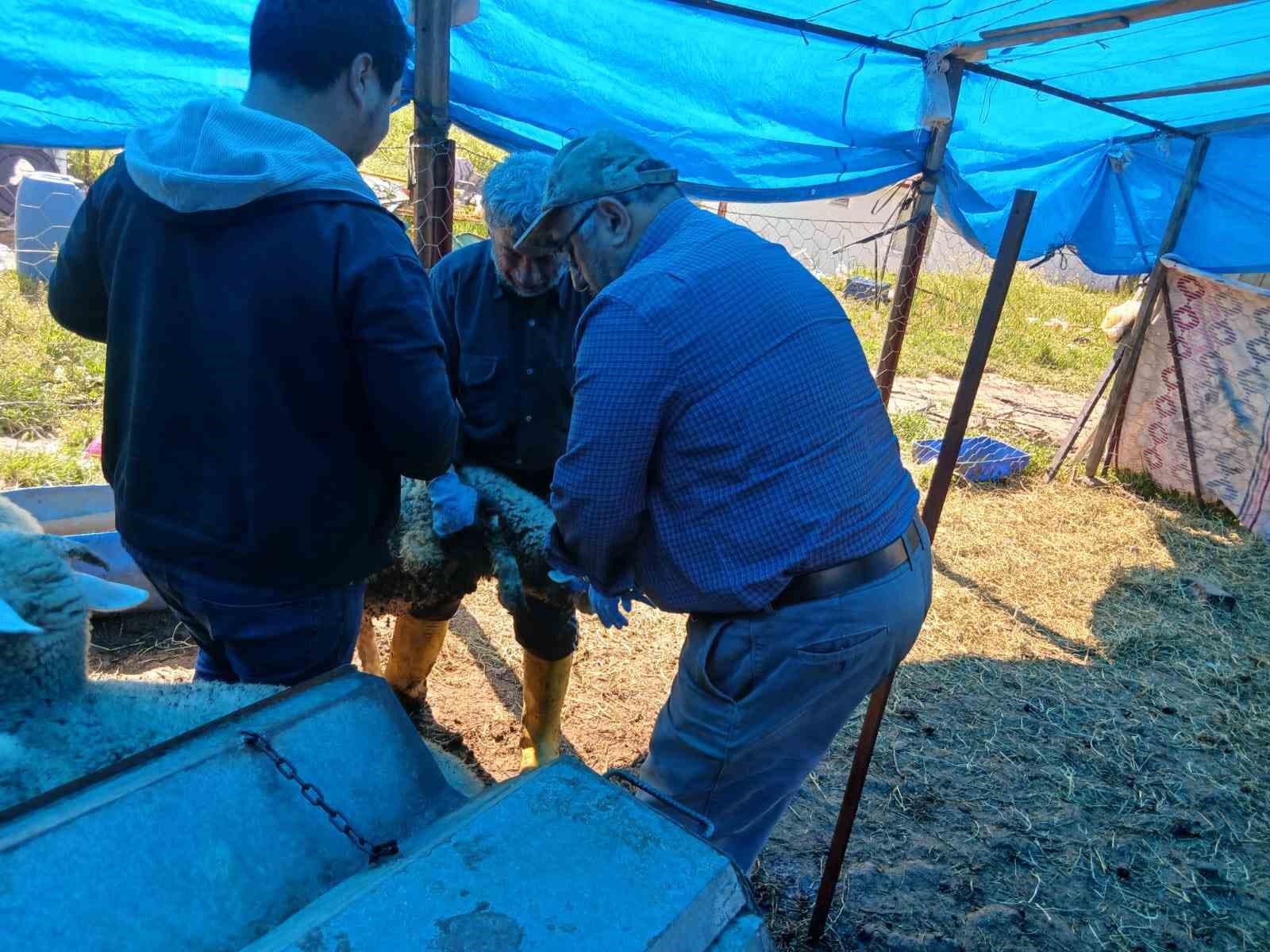 Emet&rsquo;te k&uuml;&ccedil;&uuml;kbaş hayvanlara y&ouml;nelik aşılama ve kimliklendirme &ccedil;alışmaları
