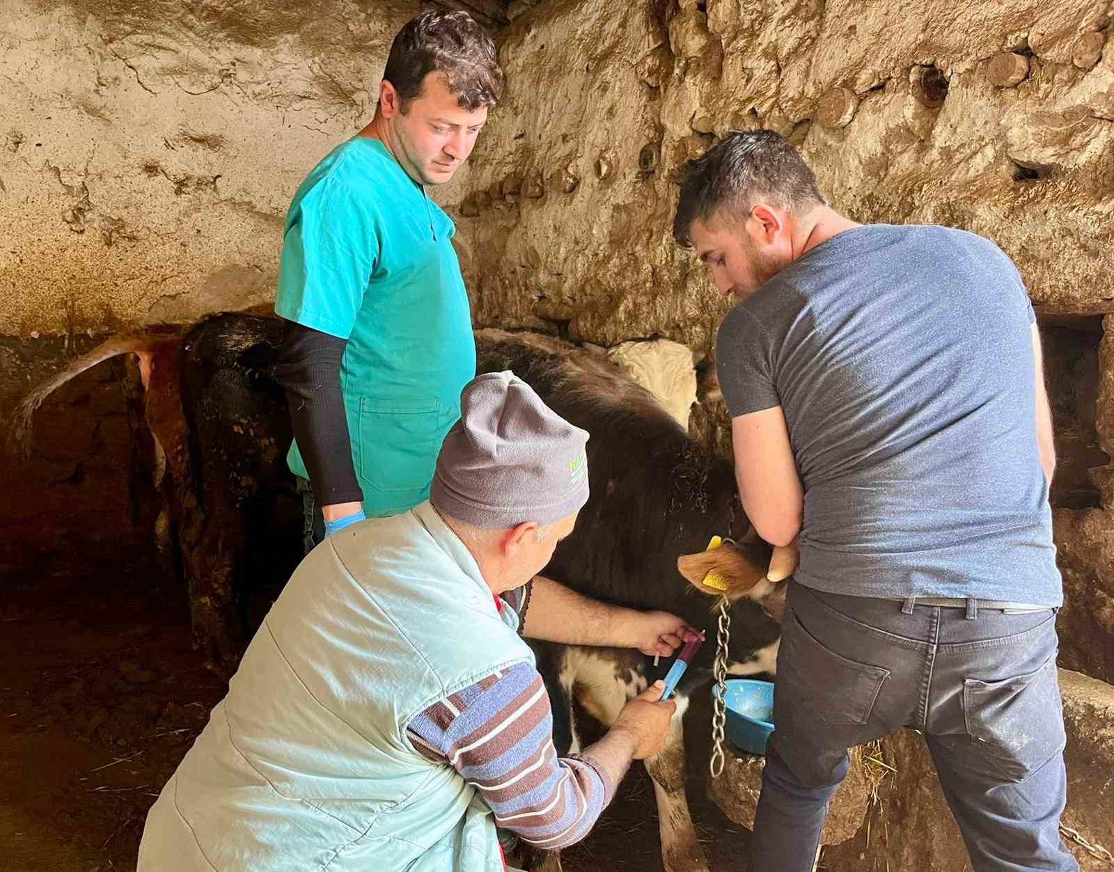 İhsaniye’de şap hastalığına karşı çalışma yapıldı