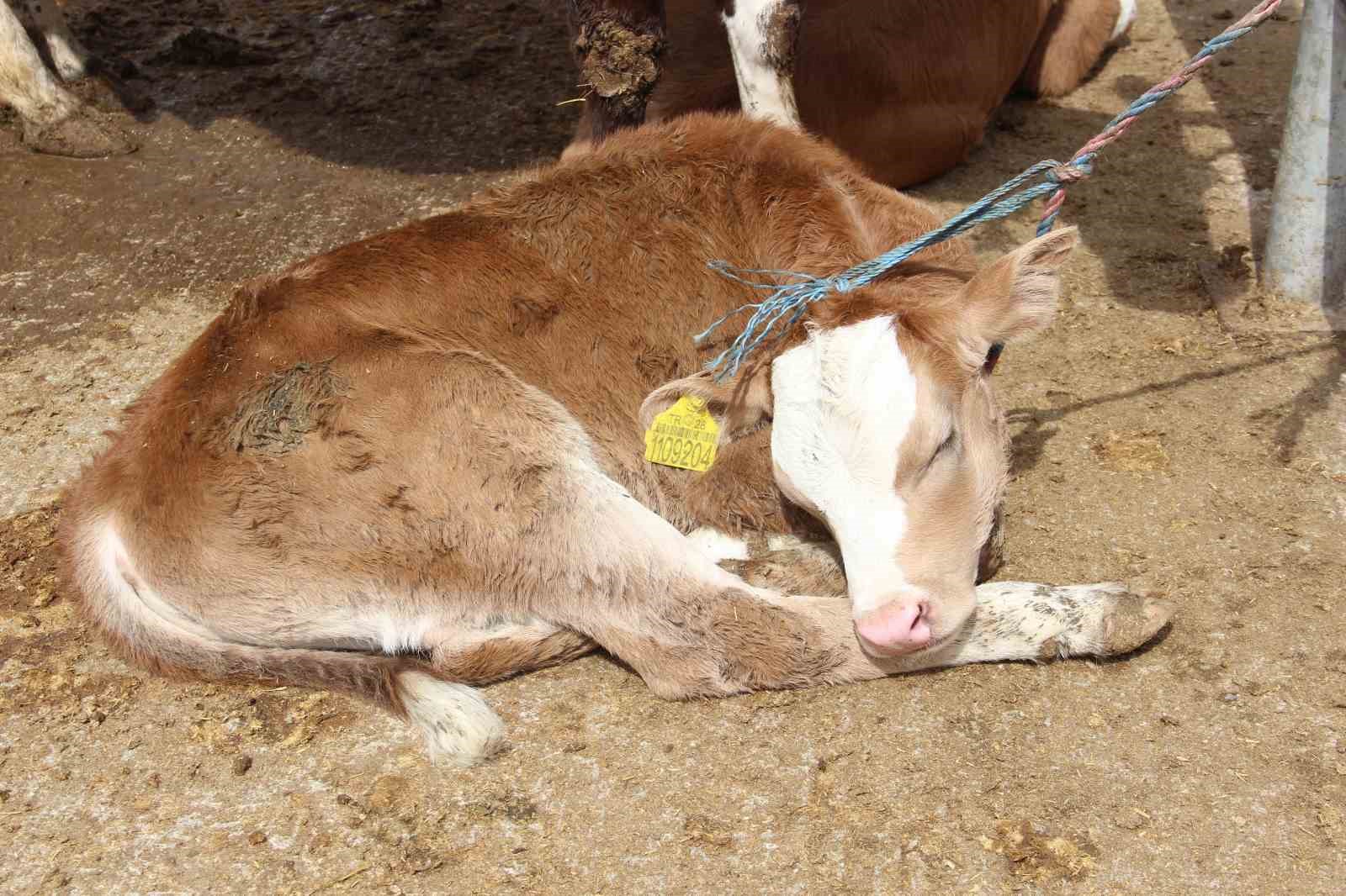 &Ccedil;orum&rsquo;da hayvan pazarında Kurban Bayramı haraketliliği başladı
