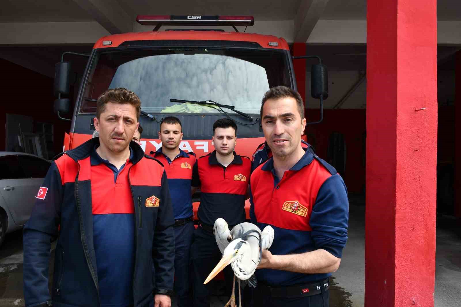 Alaplı’da yaralı gri balıkçıl için zamanla yarış