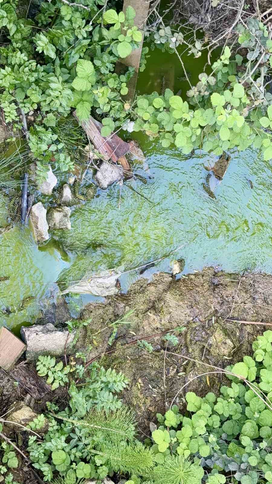 Arnavutk&ouml;y&rsquo;de dereden akan yeşil su mahalleliyi tedirgin etti
