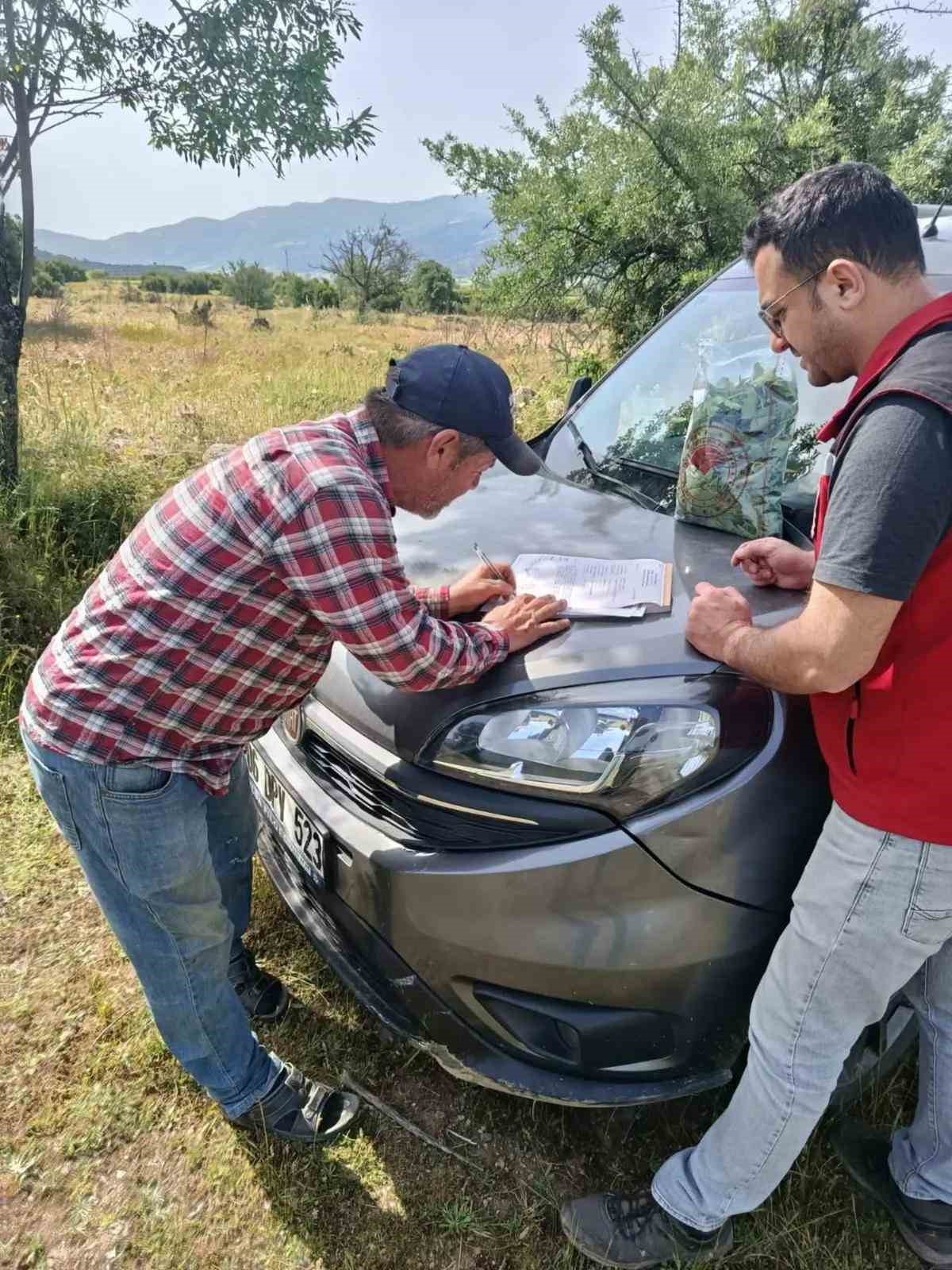 Bağlarda hasat &ouml;ncesi pestisit denetimi başladı
