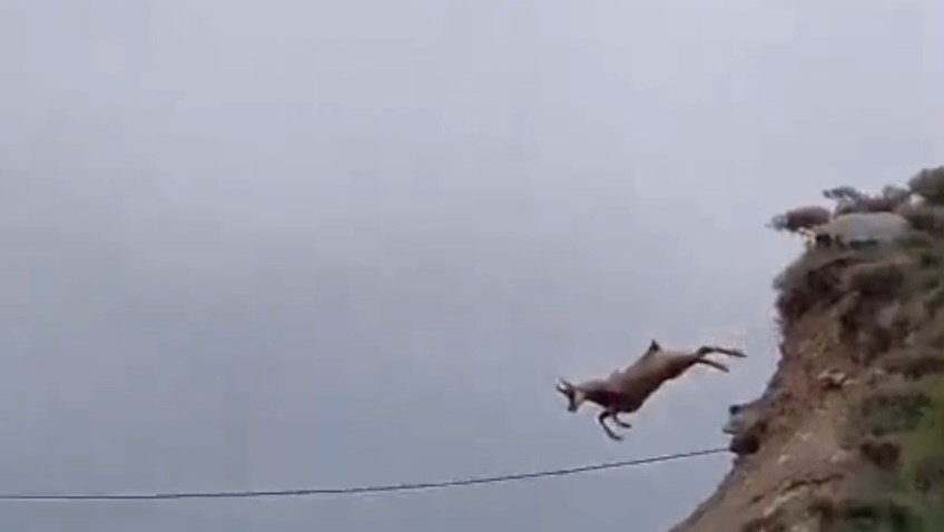 Şamuanın uzun atlayışı kameralara yansıdı