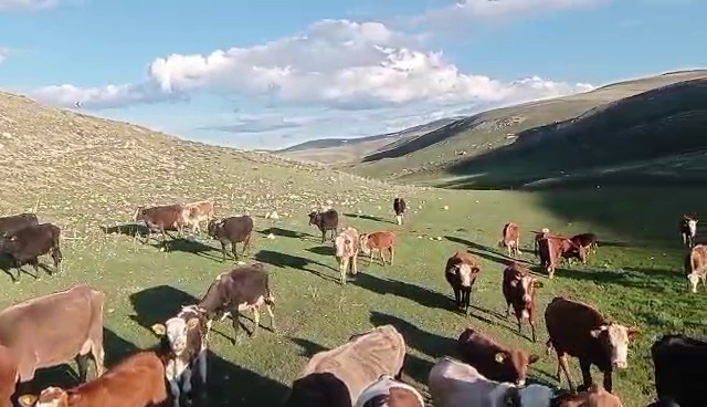Kurban satışlarında sosyal medya tuzağı
