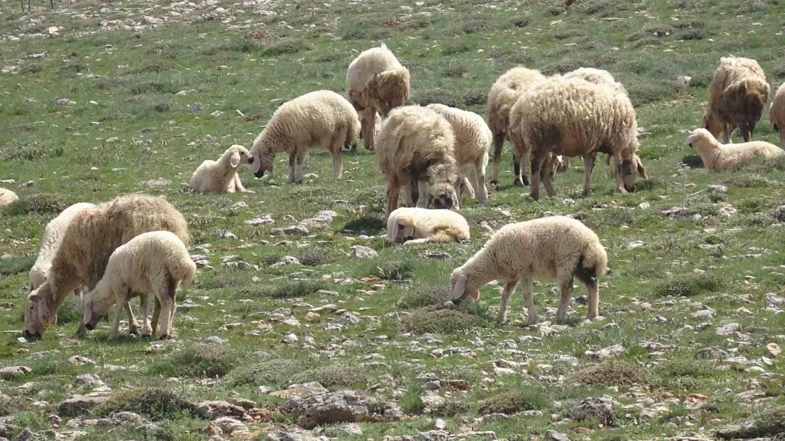 Malatya&rsquo;da k&uuml;&ccedil;&uuml;kbaş hayvanlar meralarla buluştu
