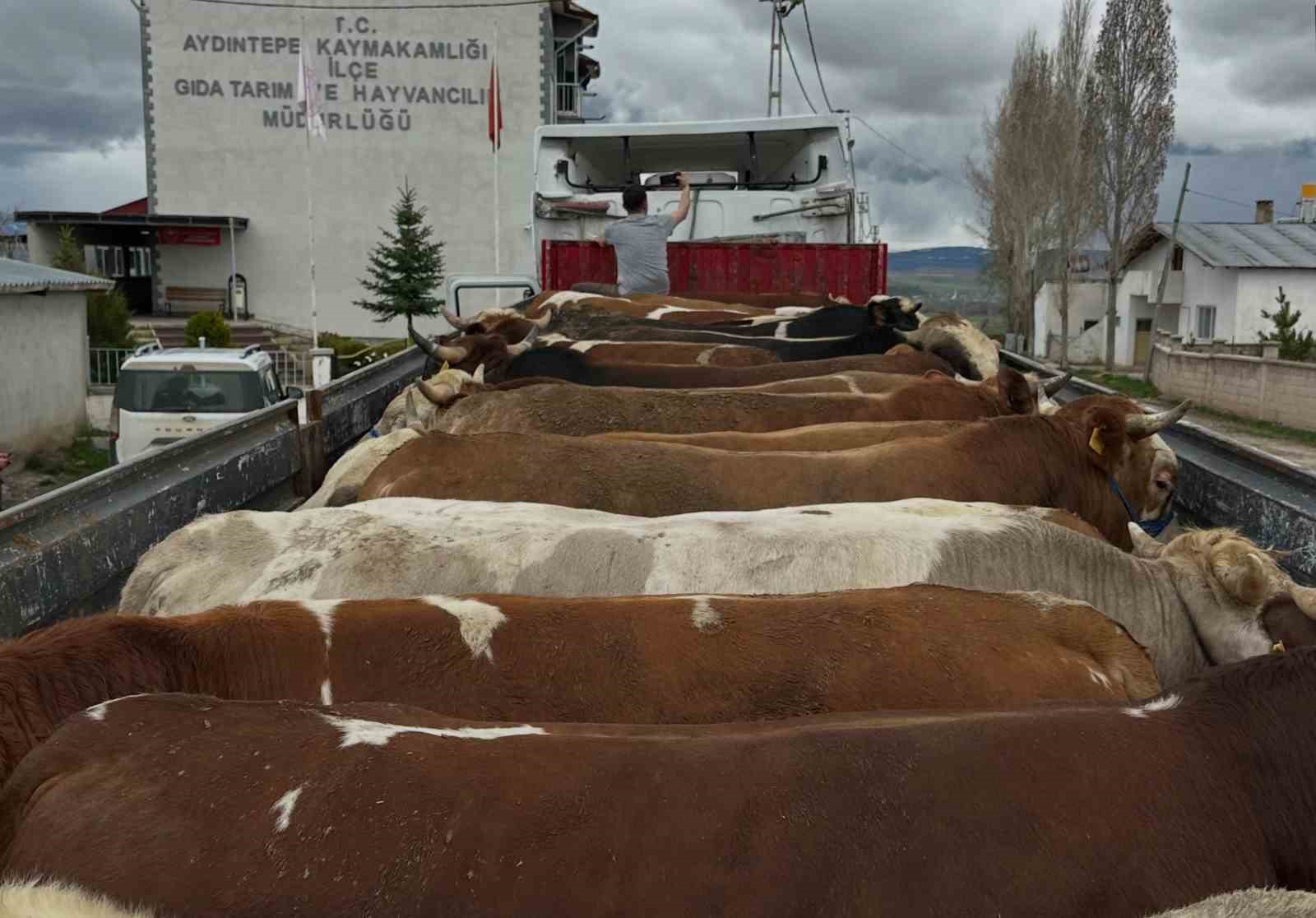 Aydıntepe&rsquo;de Kurban Bayramı &ouml;ncesi hayvan nakilleri denetleniyor

