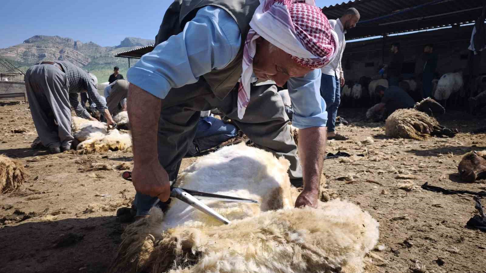 Şırnak&rsquo;ta g&ouml;&ccedil;erler y&uuml;zlerce koyunu imece usul&uuml; kırkıyor
