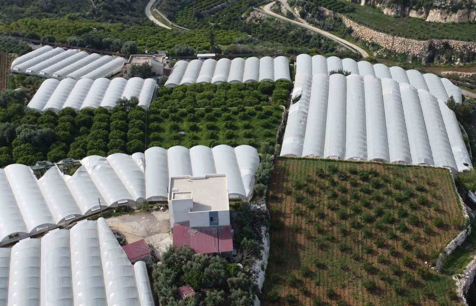 B&ouml;lgenin siyah incisi &uuml;z&uuml;mde hasat başladı
