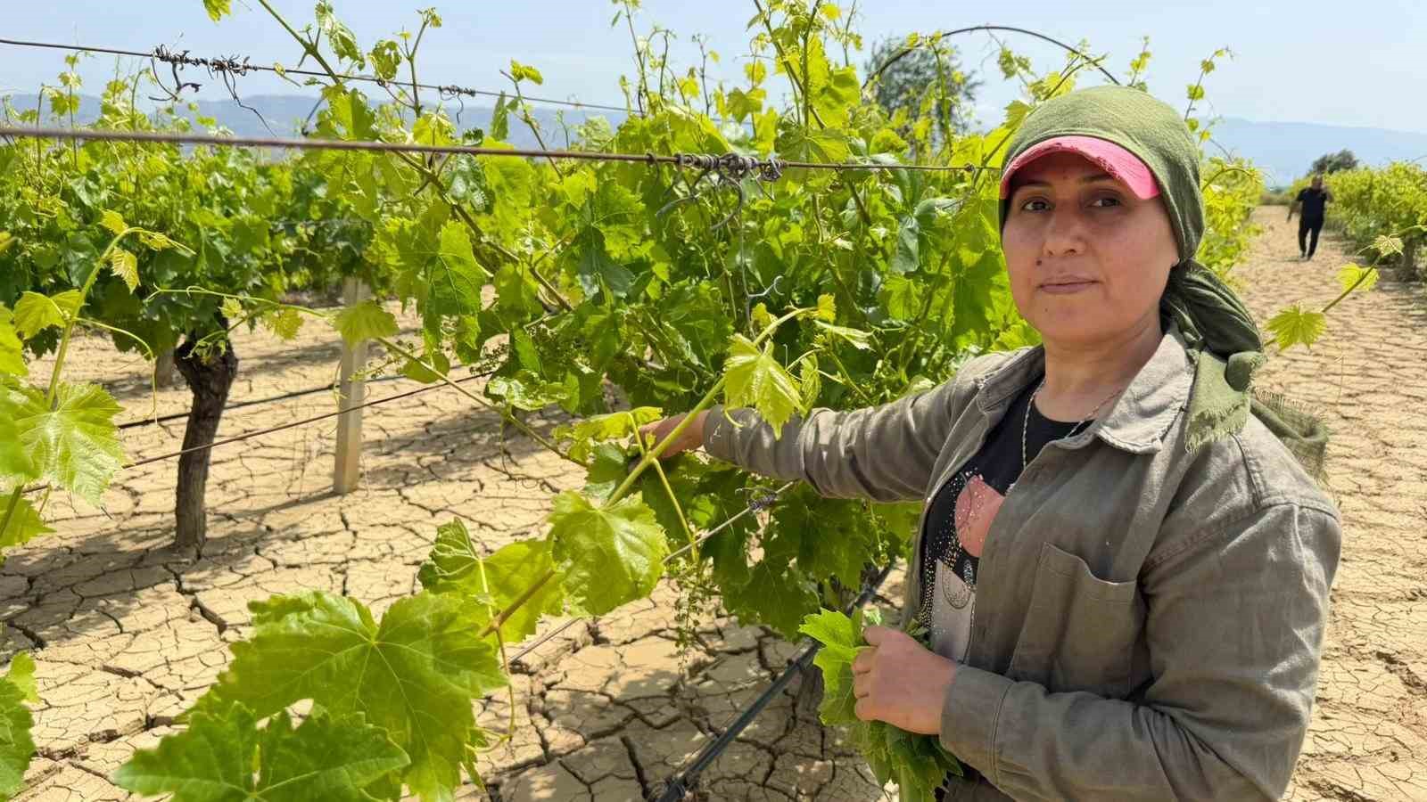 Asma yaprağında hasat başladı
